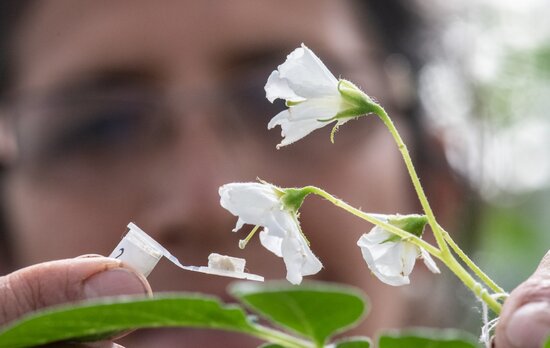 Pollination of crops at CIP