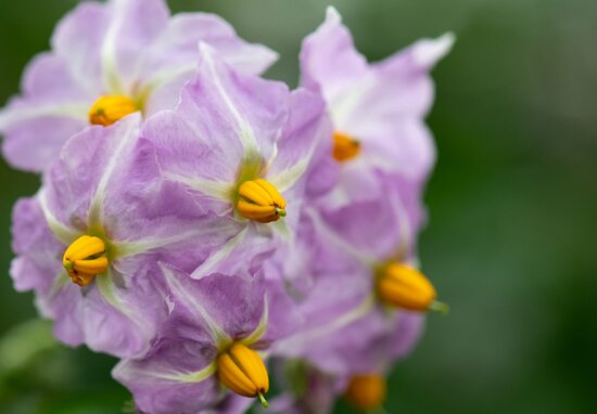 Flower from a potato crop. 