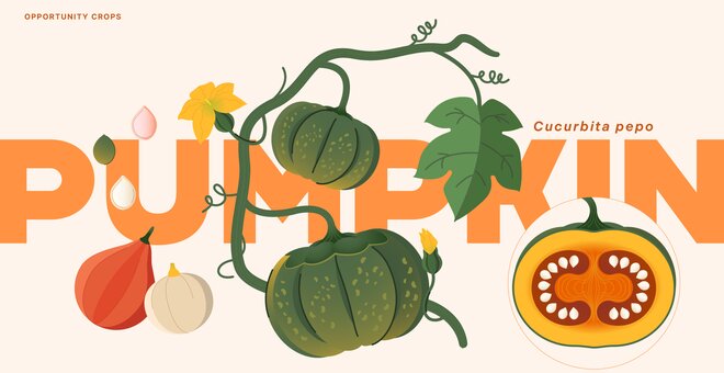 Pumpkin: Hiding in Plain Sight