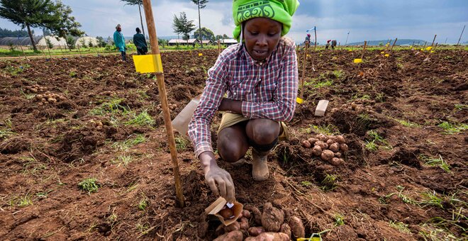 The Wow Potatoes of Kenya: Fighting Late Blight with Farmer-Approved, Disease-Resistant Spuds
