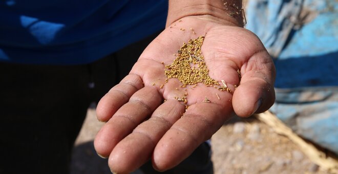 ​​​Alta Sierra Alfalfa Gives High Hopes to Farmers in the Atacama Desert and Beyond