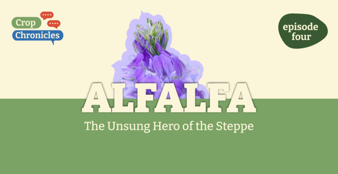 Crop Chronicles Podcast: The Unsung Hero of the Steppe - Alfalfa