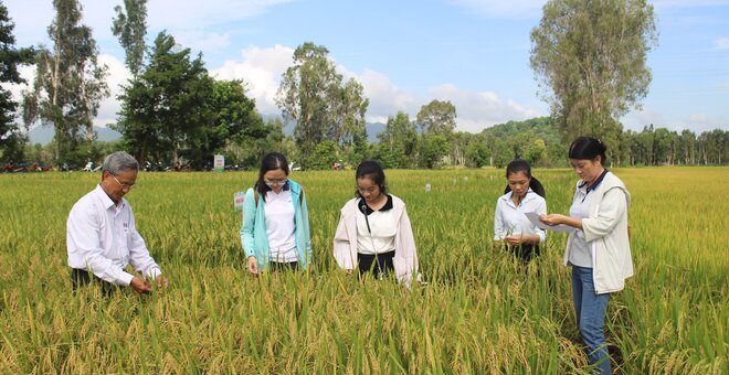 New Rice Varieties to Help Vietnamese Farmers Future-proof Their Crop Against Climate Change