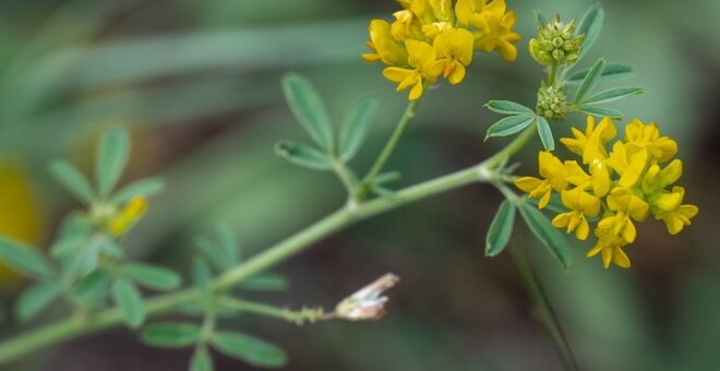 New Climate-Resilient Alfalfa Gives Hope to Drought-Stricken Farmers in Kazakhstan
