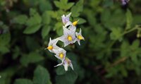 Close-up of potato flowers