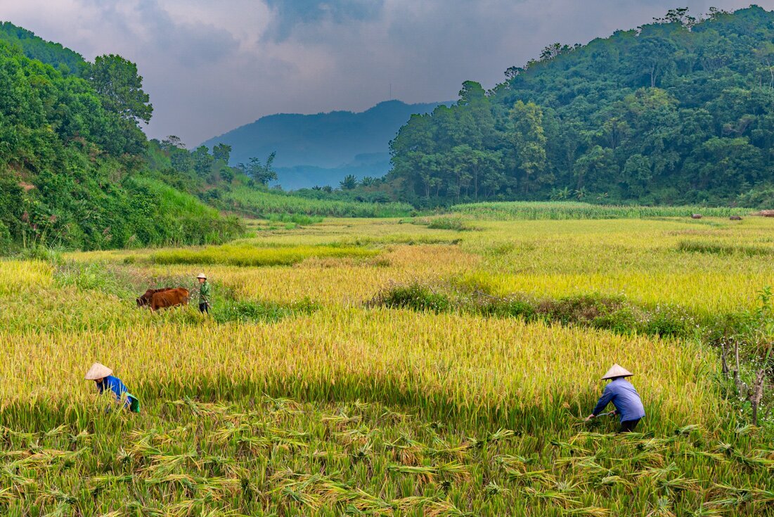 workers in a field