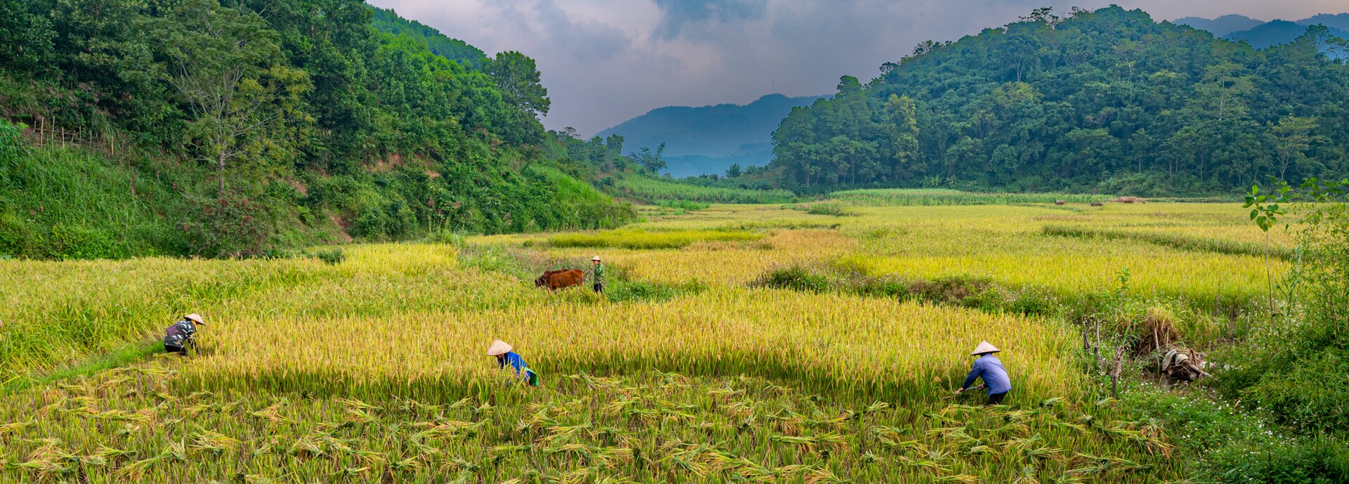 workers in a field