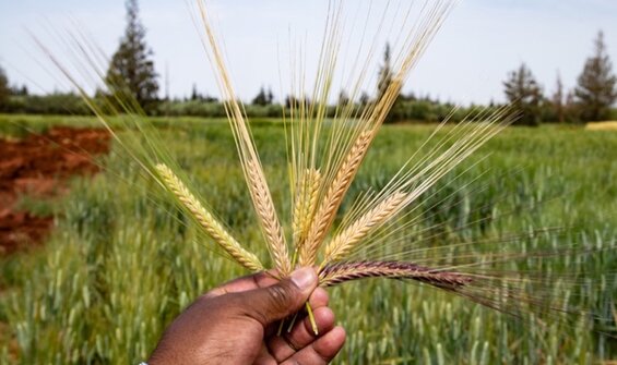 Making New Crop Diversity Available