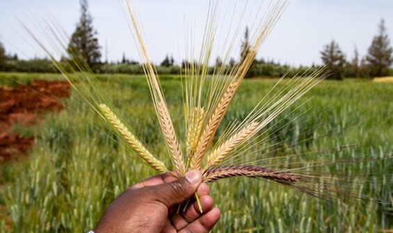 Making New Crop Diversity Available