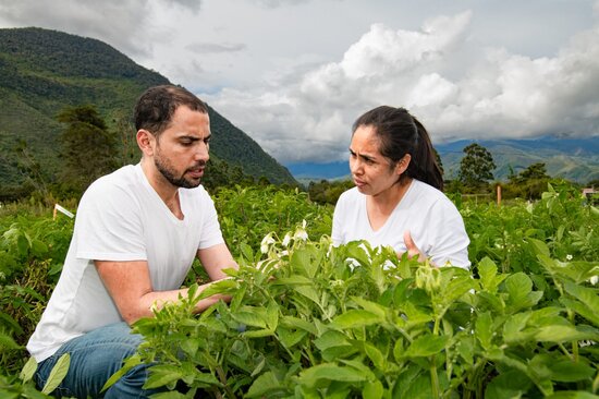 Two people observing potato fields. 