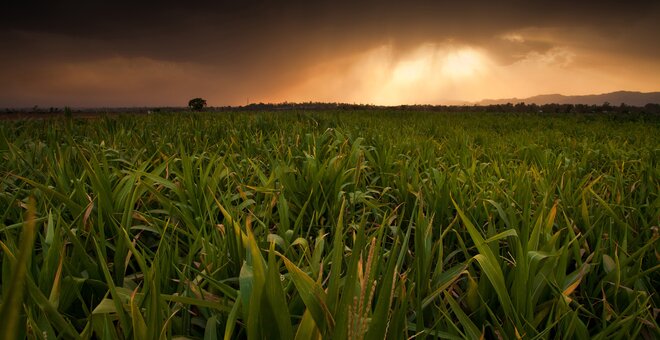 Crop Trust 101